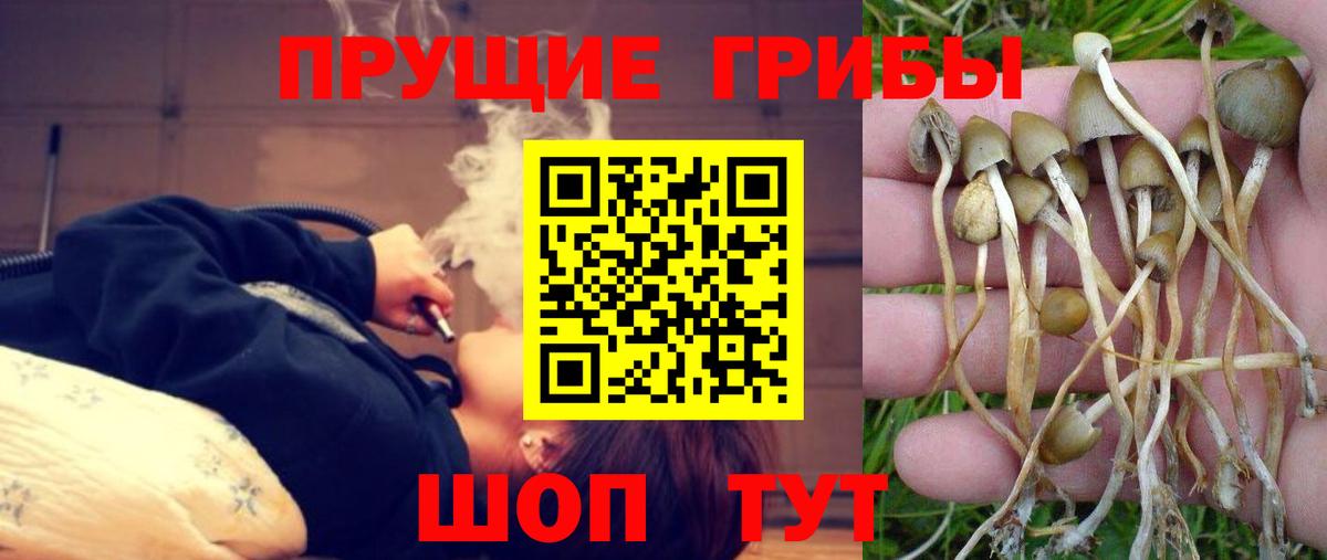 Галлюциногенные грибы GOLDEN TEACHER  как найти наркотики  Псилоцибиновые грибы Psilocybine cubensis  Светлоград  Вход с VPN 